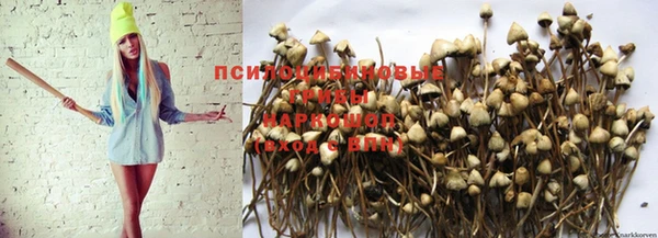 крисы Арсеньев